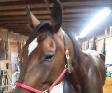 Stewart Equine Clinic