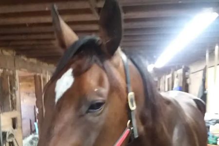 Stewart Equine Clinic