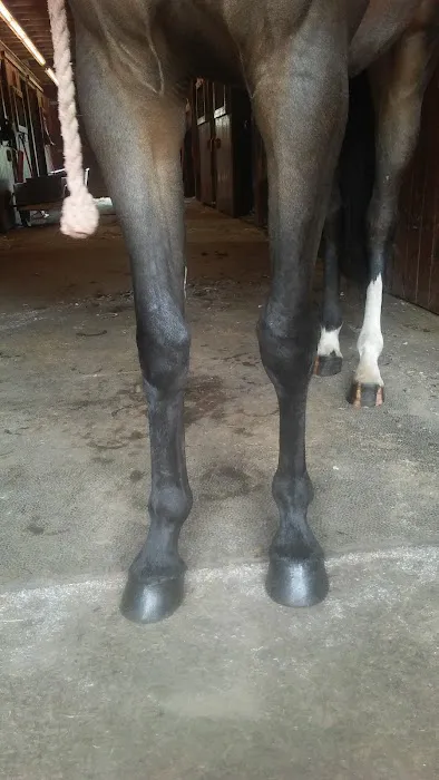 Stewart Equine Clinic 12