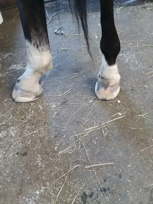 Stewart Equine Clinic 12