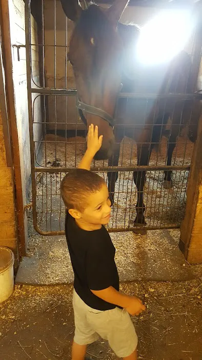 Stewart Equine Clinic 12