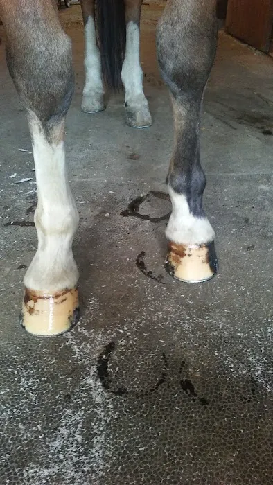 Stewart Equine Clinic 12