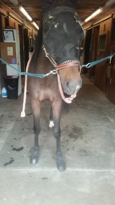 Stewart Equine Clinic 12