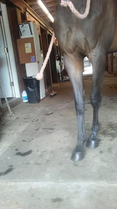 Stewart Equine Clinic 12
