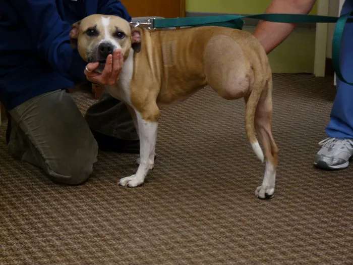 VCA Valley Animal Hospital 12