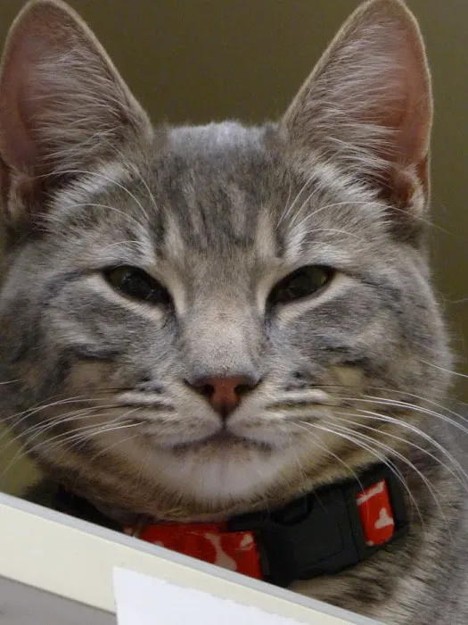 VCA Valley Animal Hospital 12