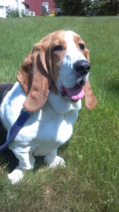 Connecticut Mobile Veterinary Services, LLC 12