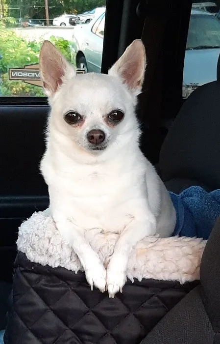 Enfield Animal Hospital 1