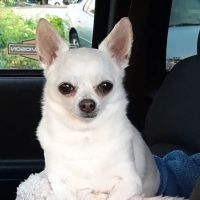Enfield Animal Hospital ico