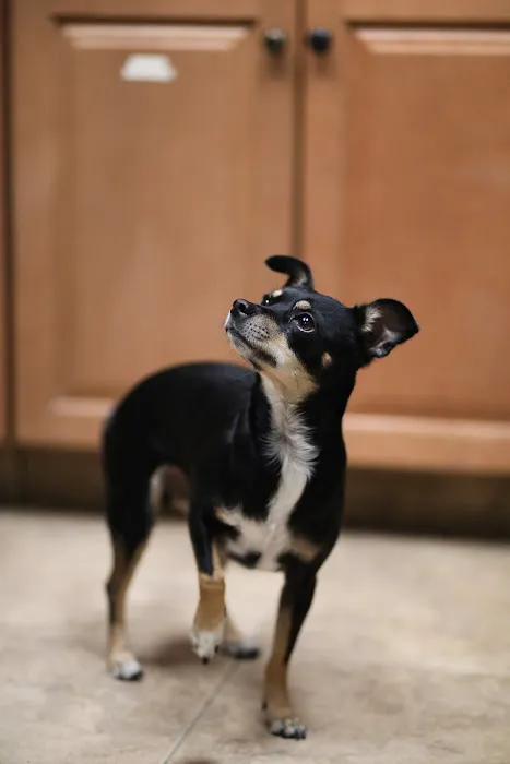River Road Animal Hospital 5