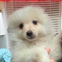 River Road Animal Hospital ico
