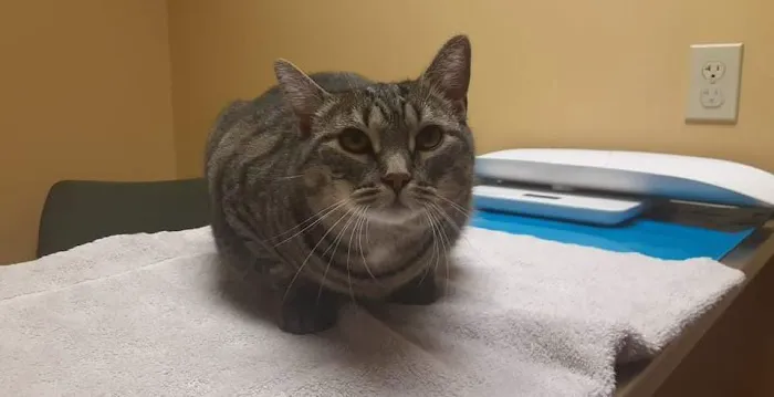 River Road Animal Hospital 10