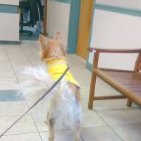 Halfmoon Veterinary Hospital ico