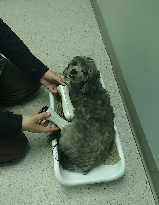 Holistic Veterinary Center PC 1