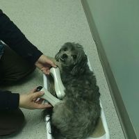Holistic Veterinary Center PC ico