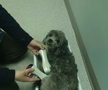 Holistic Veterinary Center PC
