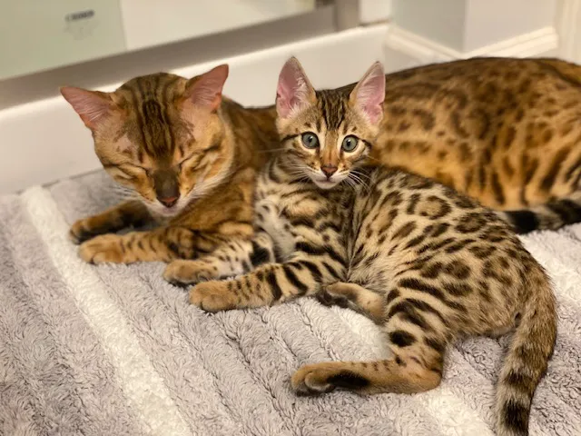 Zazu Bengal Breeders 12