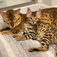 Zazu Bengal Breeders ico