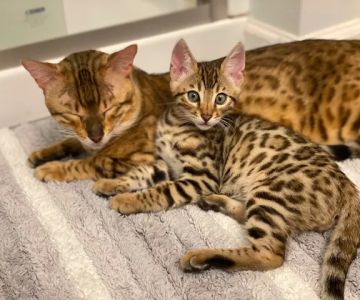 Zazu Bengal Breeders