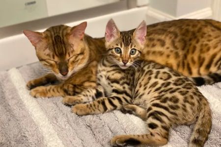 Zazu Bengal Breeders