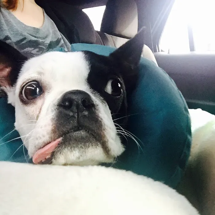 Moodus Veterinary Practice 12