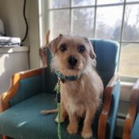 Adorable Pets Veterinary Center ico