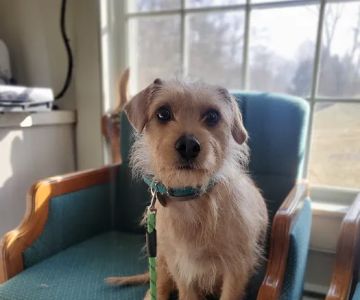 Adorable Pets Veterinary Center