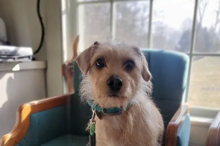 Adorable Pets Veterinary Center