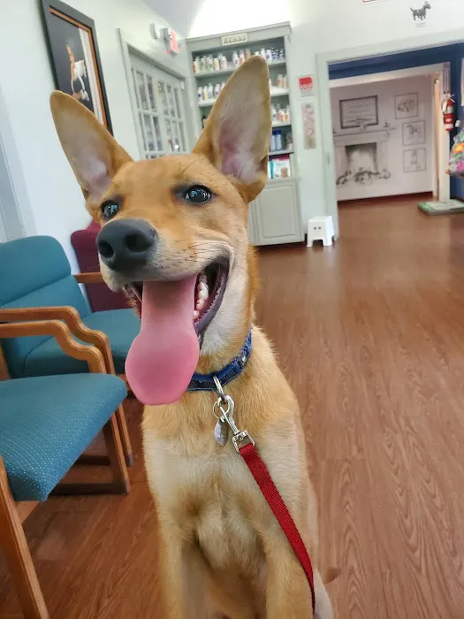 Adorable Pets Veterinary Center 12