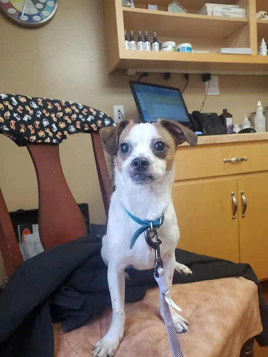 Adorable Pets Veterinary Center 12
