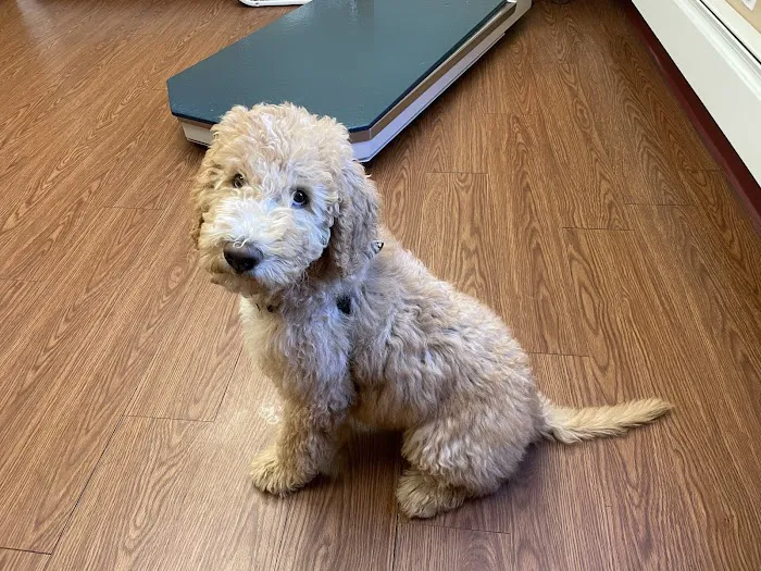 Adorable Pets Veterinary Center 12