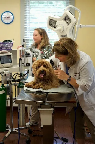 Adorable Pets Veterinary Center 12