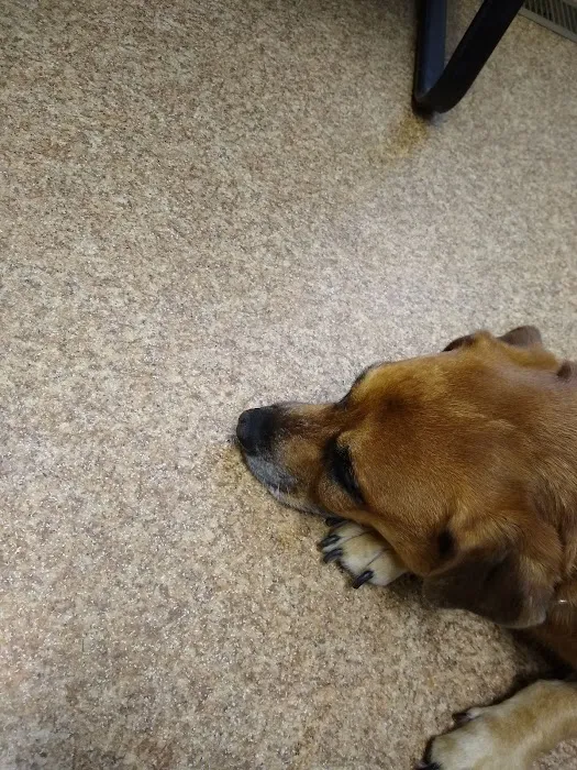 Marlborough Animal Hospital 12