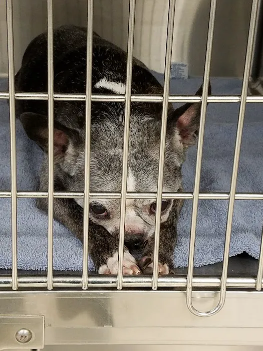 Marlborough Animal Hospital 12