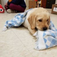 Marlborough Animal Hospital ico