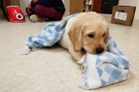 Marlborough Animal Hospital