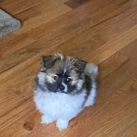 Westchester Pet Vaccines ico