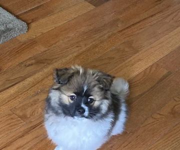 Westchester Pet Vaccines