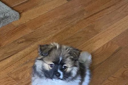 Westchester Pet Vaccines
