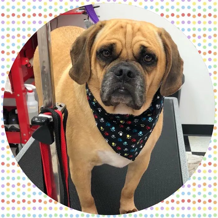 Wizard of Paws Physical Rehab 12
