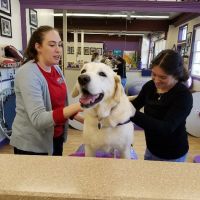Wizard of Paws Physical Rehab ico