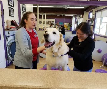 Wizard of Paws Physical Rehab