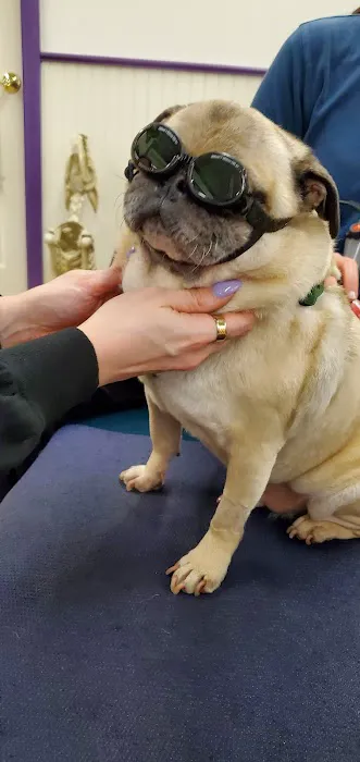 Wizard of Paws Physical Rehab 12