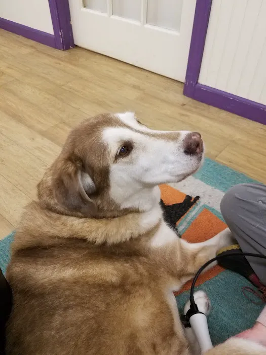 Wizard of Paws Physical Rehab 12