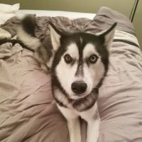 VCA Animal Hospital of East Hartford ico