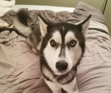 VCA Animal Hospital of East Hartford