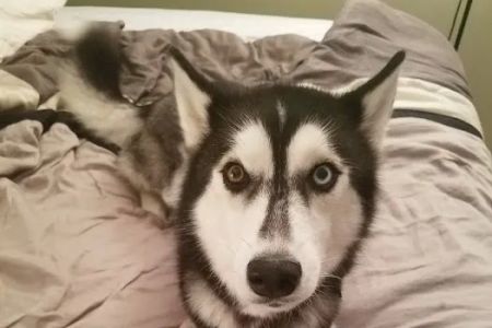 VCA Animal Hospital of East Hartford