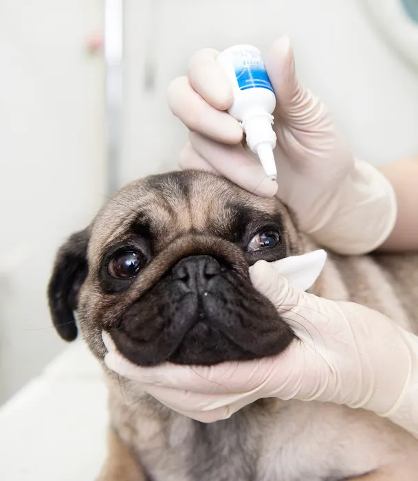 Central Hospital For Veterinary Medicine- Guilford 12