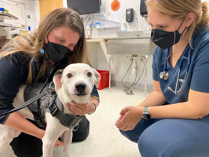 Pieper Veterinary 10
