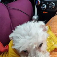 Madison Veterinary Hospital ico